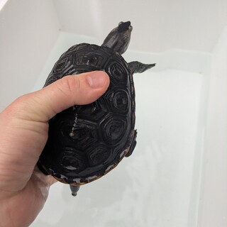 カメ　テキサスダイヤモンドバックテラピン