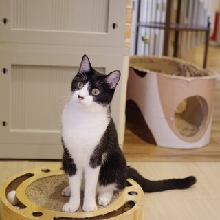 猫に優しく愛されるハチワレたっちゃん♂