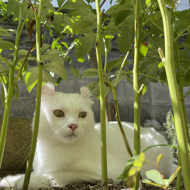 jyoubitaki00のカバー写真