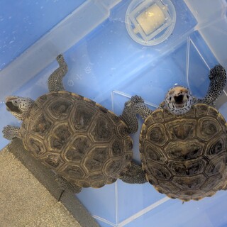 カロリナダイヤモンドバックテラピン　2匹