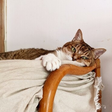 茶トラのみーたろとグレーのルナ、逗留中の保護猫と暮らしています。