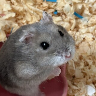 カミカミなみちゃん