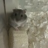 カミカミなみちゃん サムネイル2