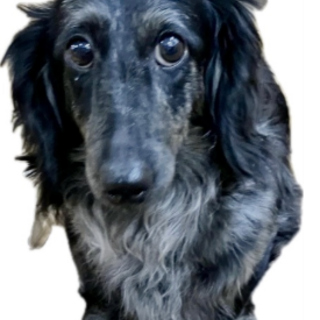 ダックスの女の子