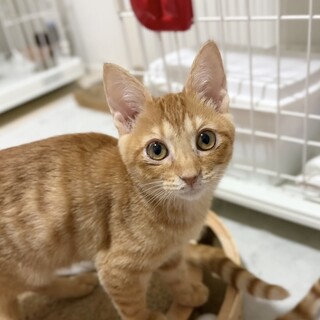 【2/23譲渡会参加】陽キャのモカちゃん