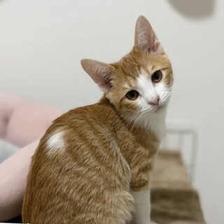 【2/23譲渡会参加】陽キャのラテちゃん