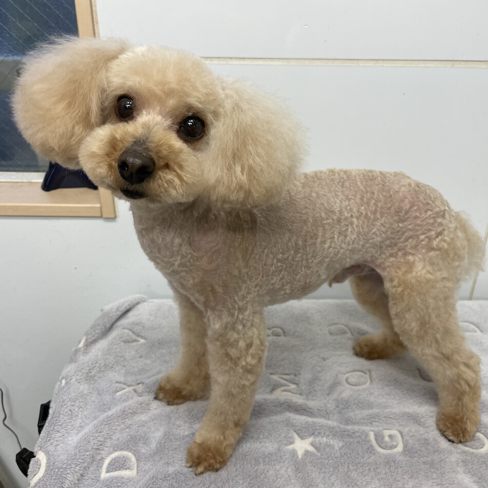 手塚令和のカバー写真