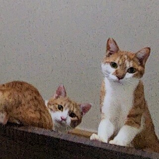 【2/22⭐️泉大津にて譲渡会】参加ルマンくん