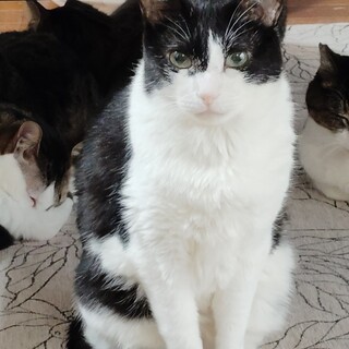 獣医さんに保護された甘えん坊「ちゅーさん」