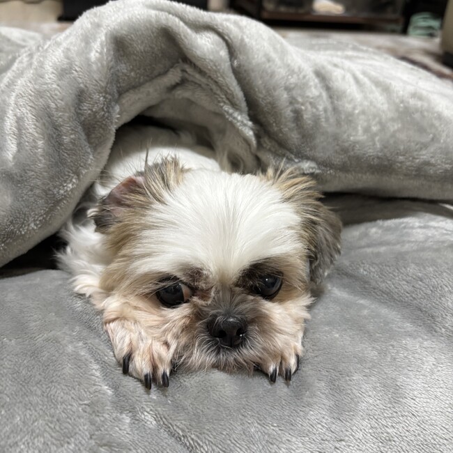 ハマダメイのカバー写真