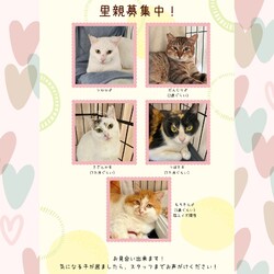 動物病院の保護猫譲渡会 サムネイル3
