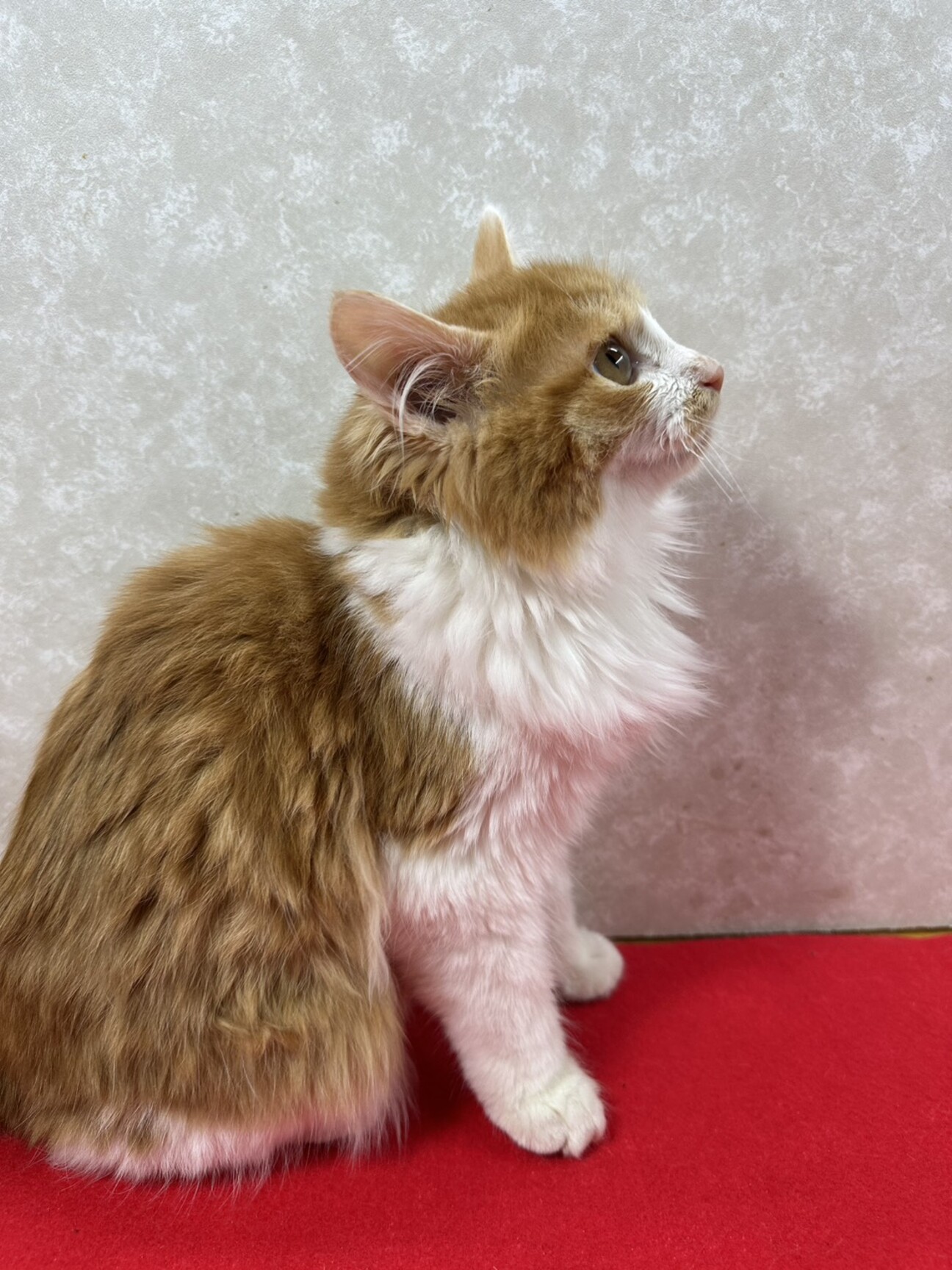 長毛3兄妹お手手繋いで譲渡会！のんびり屋❤リク サムネイル1