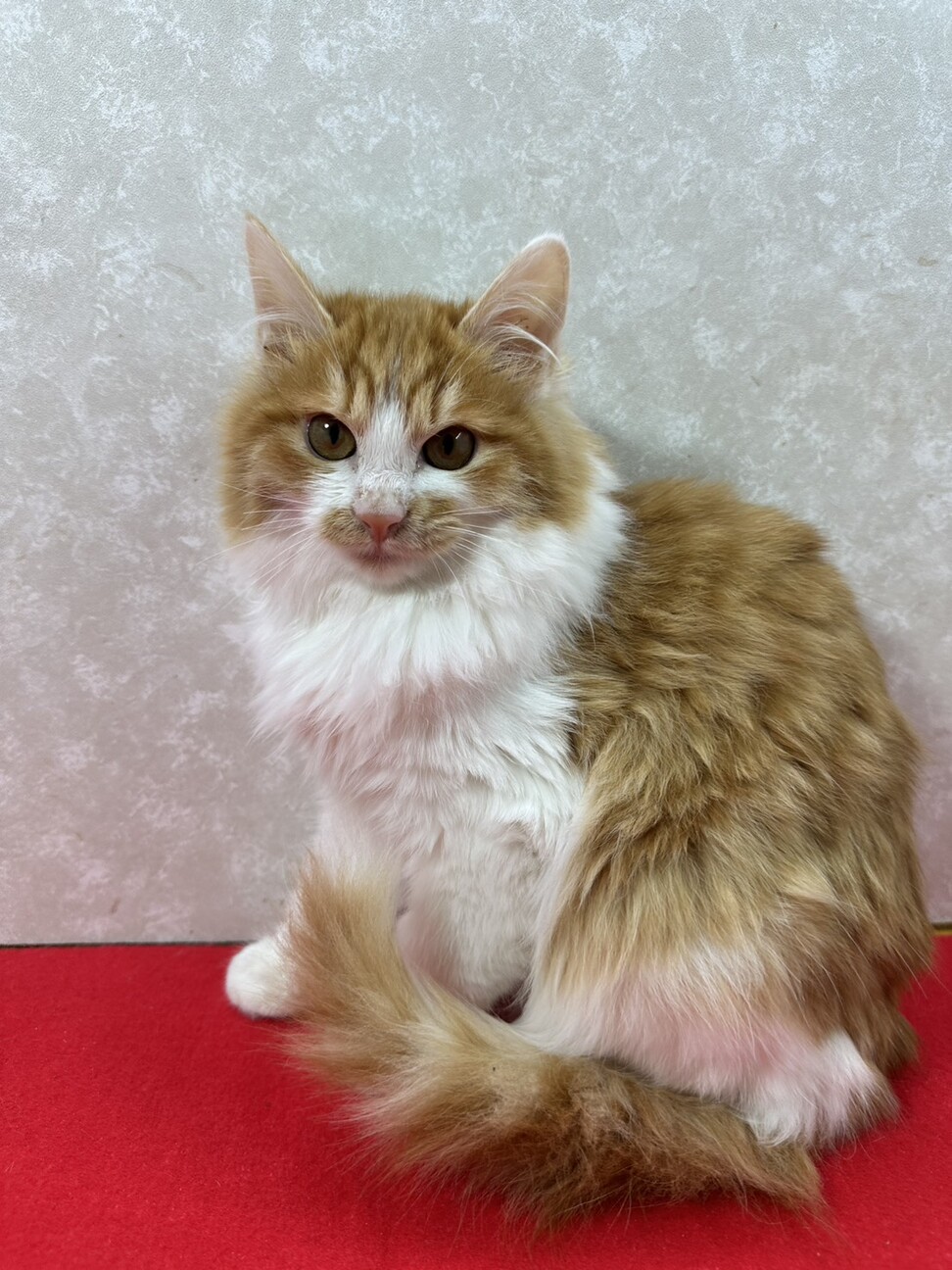 長毛3兄妹お手手繋いで譲渡会！のんびり屋❤リク サムネイル2