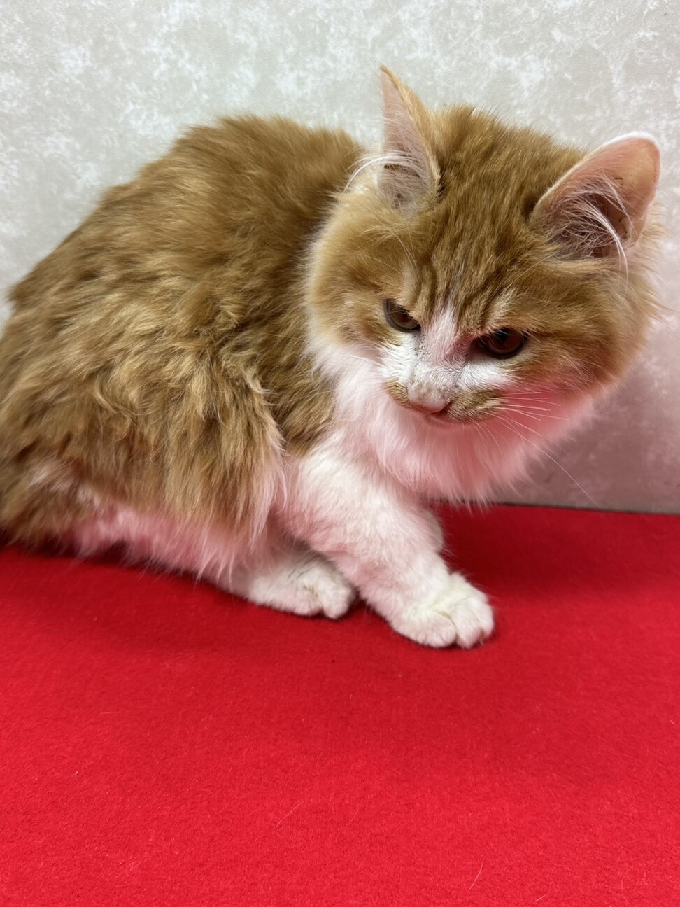 長毛3兄妹お手手繋いで譲渡会！のんびり屋❤リク サムネイル3