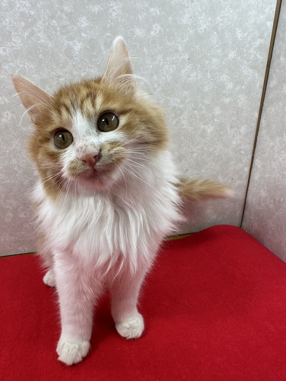 長毛3兄妹お手手繋いで譲渡会！のんびり屋❤リク サムネイル4