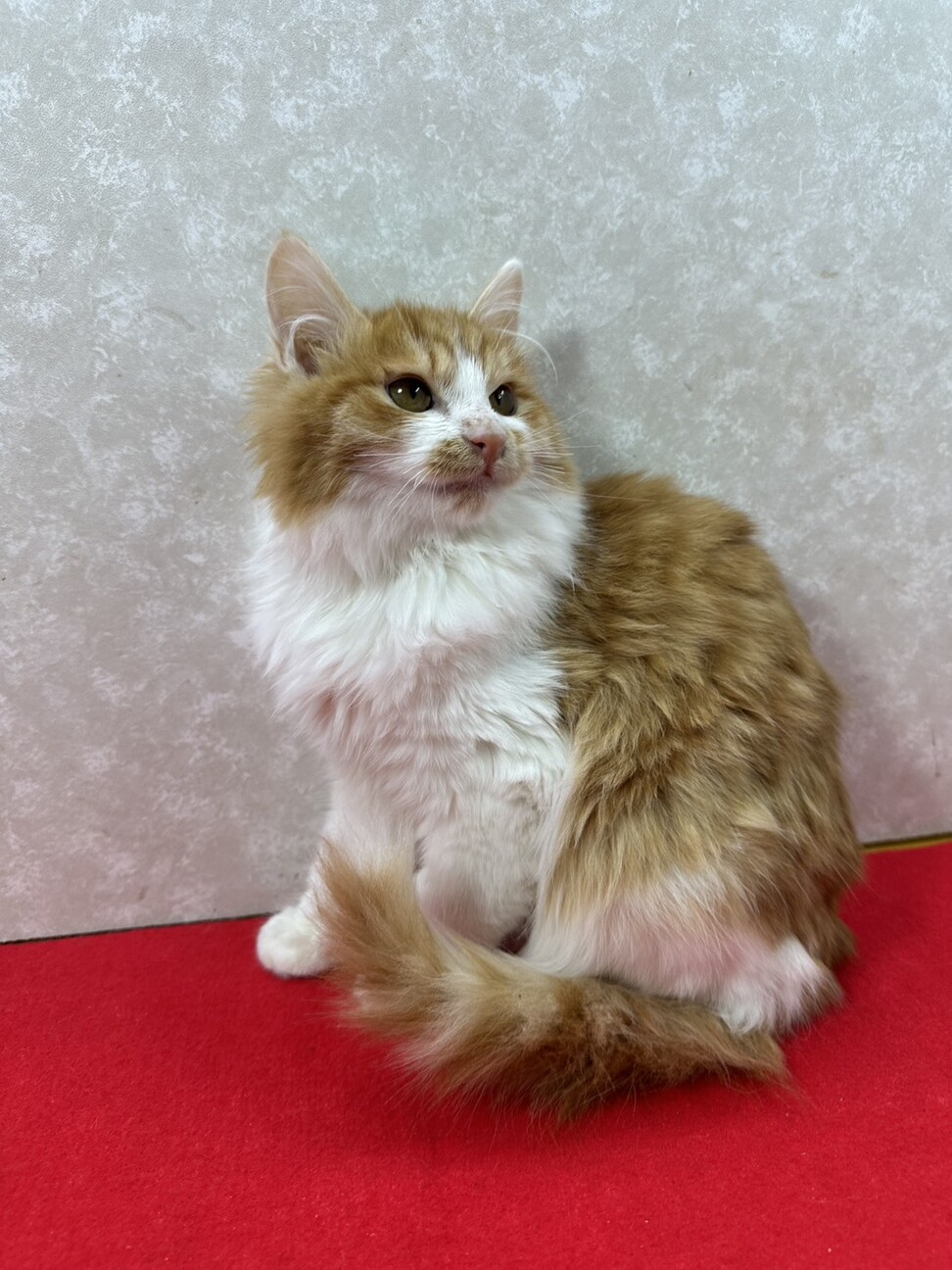 長毛3兄妹お手手繋いで譲渡会！のんびり屋❤リク サムネイル6