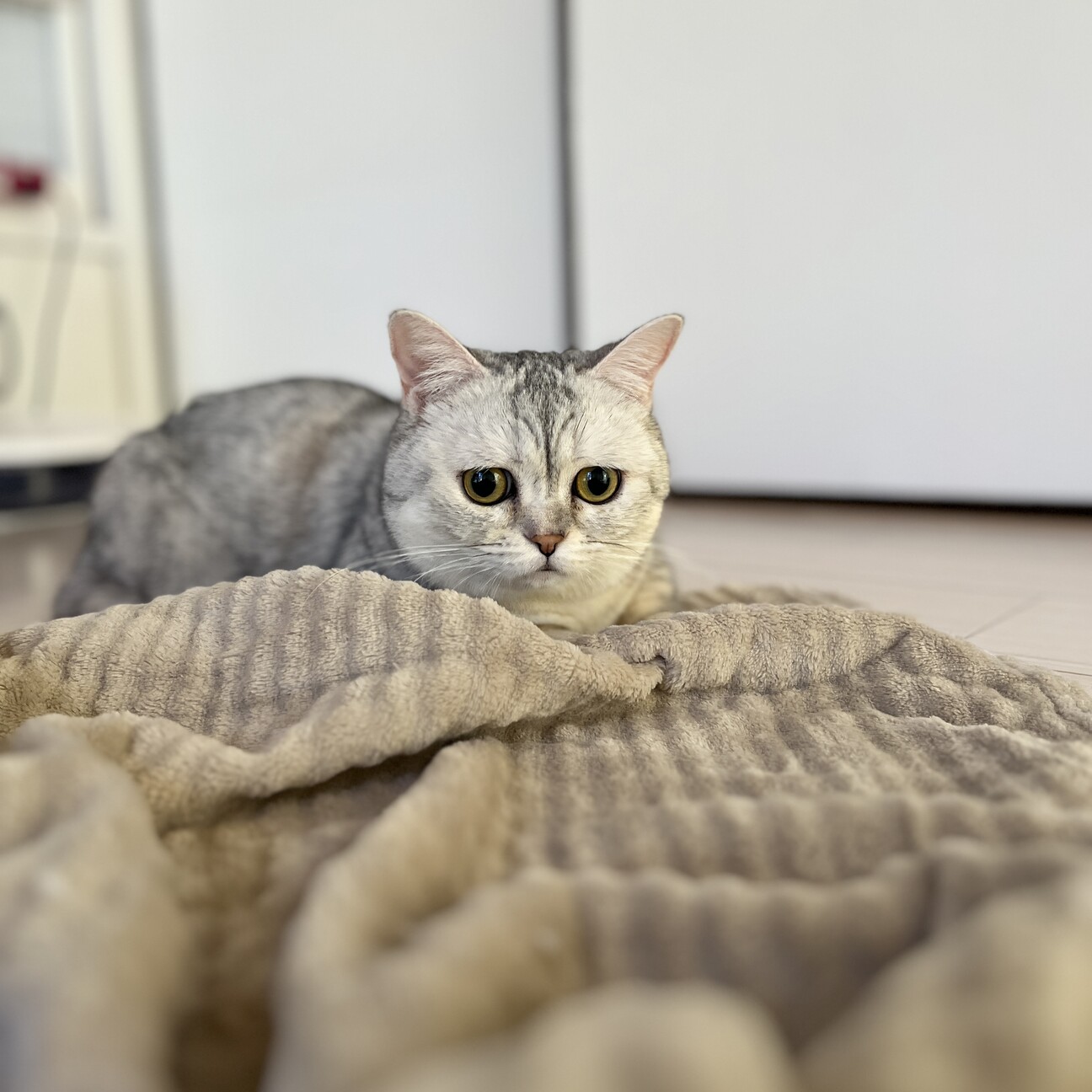 【】天真爛漫で甘えん坊★ミヌエット サムネイル7