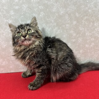 ����3�Z�������q���ŏ��n��I�Â����q��X����