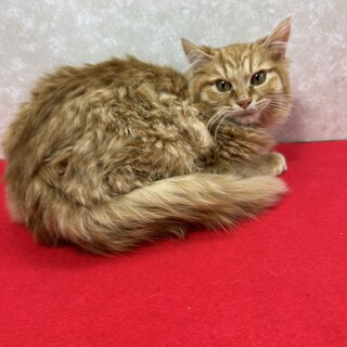 ����3�Z�������q���ŏ��n��I�N�[���ɊÂ����\��