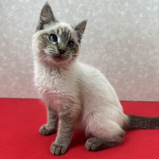 ���ڂ̃V����MIX�I�l�Ɋ��Y���Â����q�􂹂���