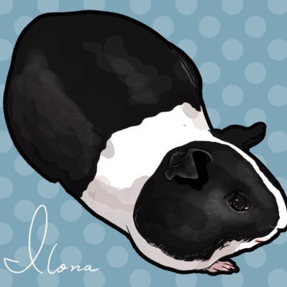 イローナのカバー写真