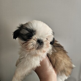 小ペコ(泉門が少しだけ開いている)シーズー男の子