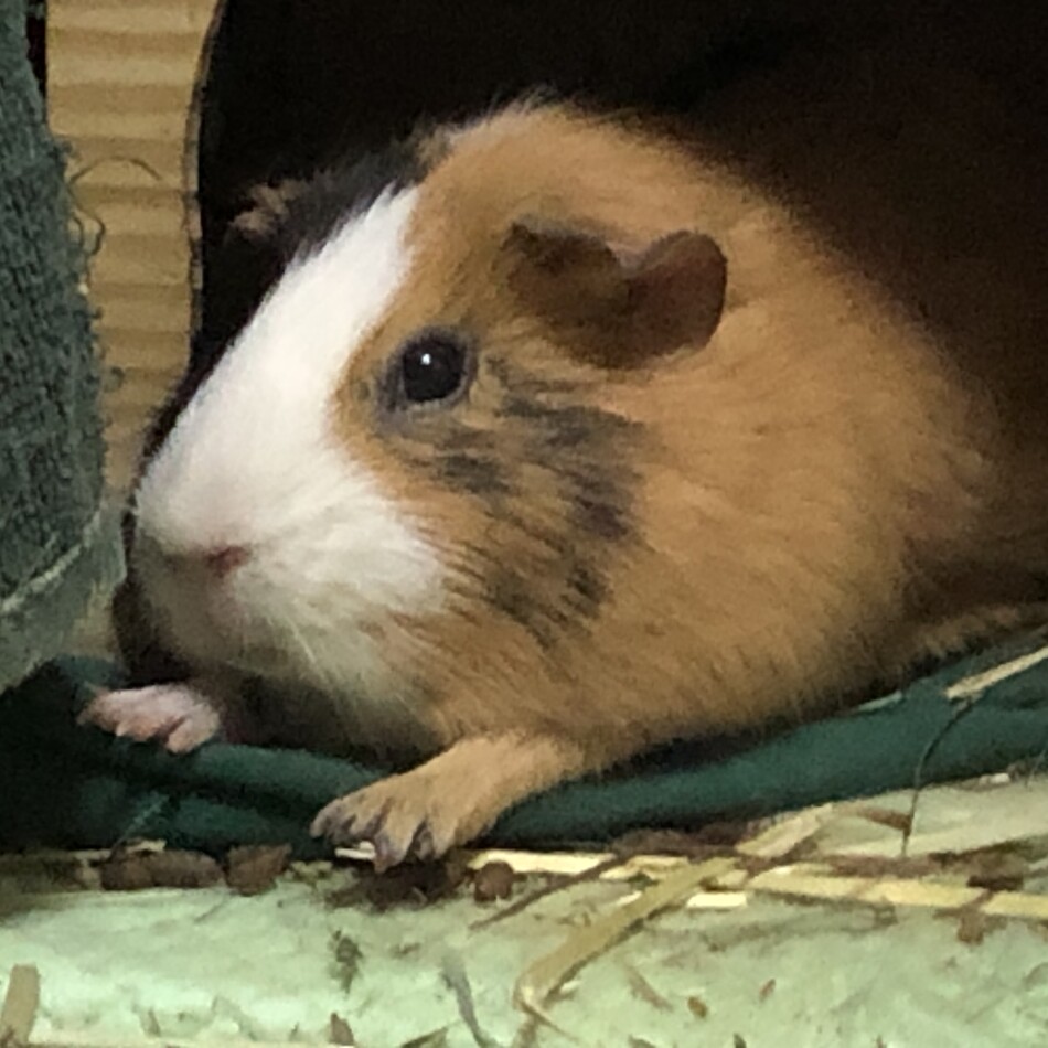 ダージリンのカバー写真