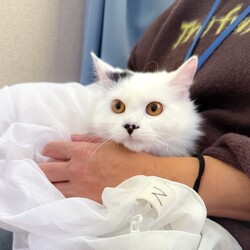 ▼猫の譲渡会▼名古屋市港区 サムネイル2