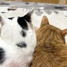 ちゃちゃみあ