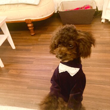 ロイス君　おめかし　とても良く似合ってます