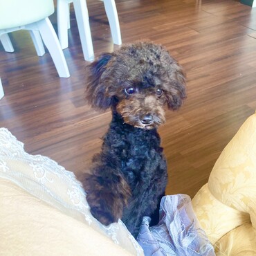 ロイス君　まん丸お目目が可愛い　ティールームシフォンにて