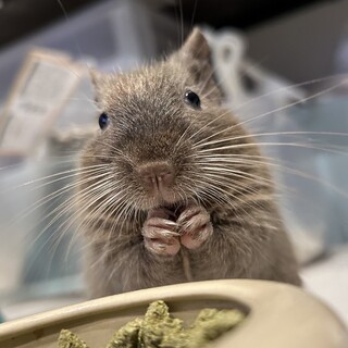 デグー　チョコレート　４歳