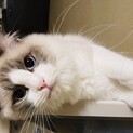 人が大好きラグドール男の子1歳