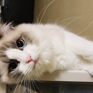 人が大好きラグドール男の子1歳