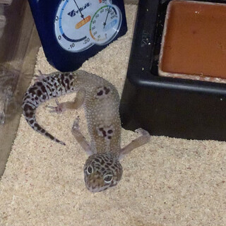 ヒョウモントカゲモドキ(レオパ)