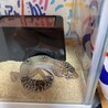 ヒョウモントカゲモドキ(レオパ) サムネイル2