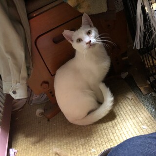 譲渡会　２／２２　４／２５うさ丸くん　約１０ヶ月