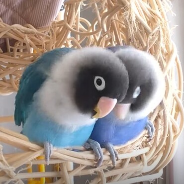 左は2025年6月に心臓の病気で亡くなったルリ。右のふーちゃんと仲良しでした。