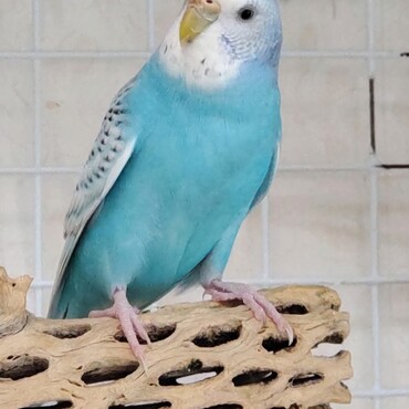 2022年1月に、引っ越しで飼えなくなったという方から譲り受けたアクア。お転婆娘です。