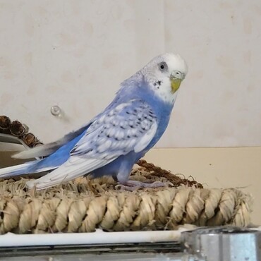 2025年2月に保護団体から迎えたソラ。まだ人間が怖いようですが、鳥とは仲良くやっています