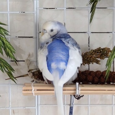 2024年7月に10歳でなくなったネム。とても賢く皆に優しいお姉さんでした。