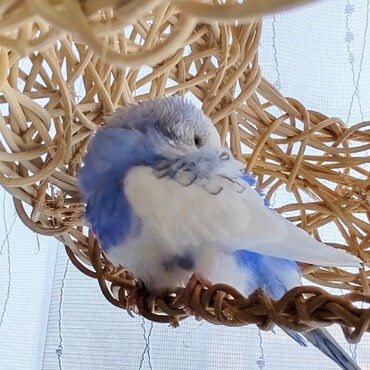 ゆりかごでまどろむネム先輩