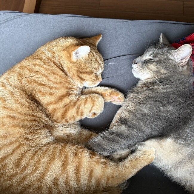 C oC oのカバー写真