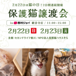 保護猫の譲渡会