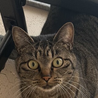 甘えん坊　キジトラ　メス　1歳8ヶ月