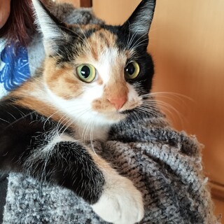 三毛、カギしっぽ、女の子、～１歳現在トライアル中