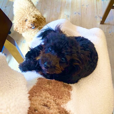 シトロン君　ロイス君　お家でまったり