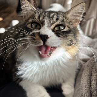 人もネコも好き！ルクスくん