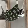 人もネコも好き！ルクスくん サムネイル2