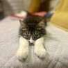 人もネコも好き！ルクスくん サムネイル3